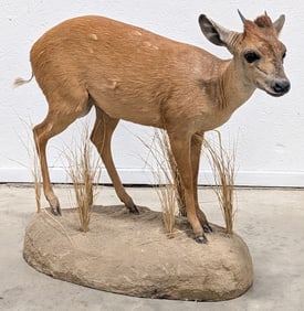 African Red Duiker Full Body Taxidermy Mount on Base