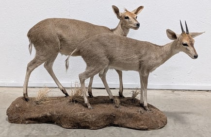 Pair of African Duiker Full Body Taxidermy Mounts on Base