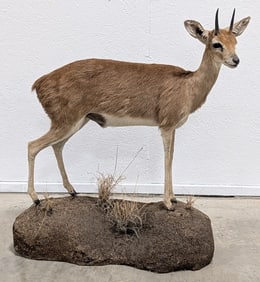 African Oribi Full Body Taxidermy Mount on Base.