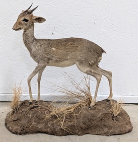 African Dik-Dik Full Body Taxidermy Mount on Base