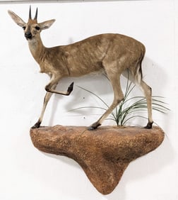 African Grey Duiker Full Body Taxidermy Wall Mount w/ Base