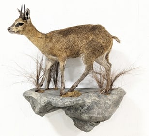 African Klipspringer Full Body Taxidermy Wall Mount