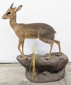 African Dik-Dik Antelope Full Body Taxidermy Mount
