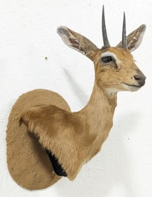 African Steinbok Antelope Shoulder Mount Taxidermy