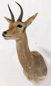 African Common Reedbuck Taxidermy Shoulder Mount