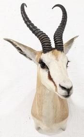 African Springbock Shoulder Mount Taxidermy