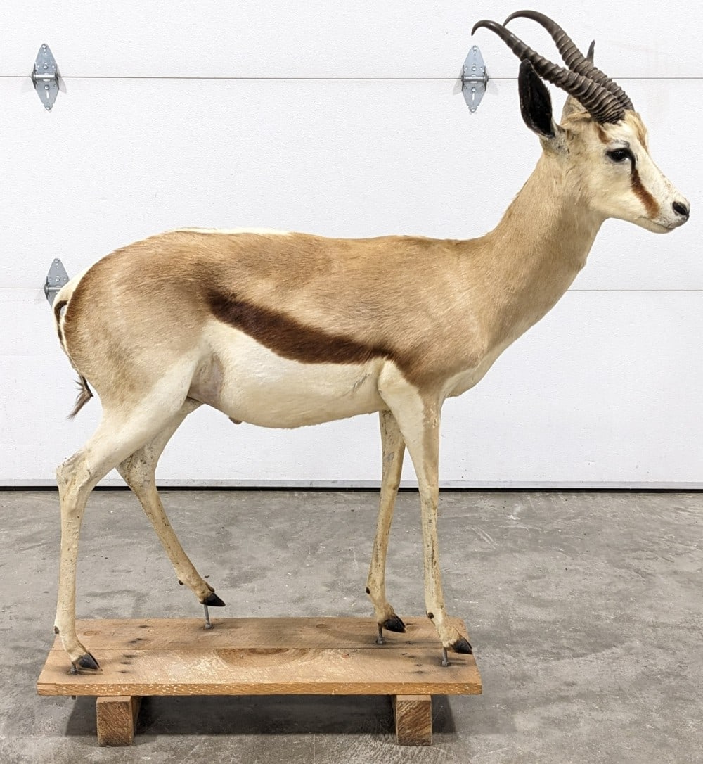 Full Body African Springbok Taxidermy Mount: Mount comes on a wooden base that could easily be affixed to a new base. Overall measures 48in long x 15in wide x 54in tall. Ref #: 105