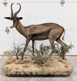 African Black Springbok Full Body Taxidermy on Rolling Habitat Base