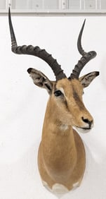 African Impala Shoulder Mount Taxidermy