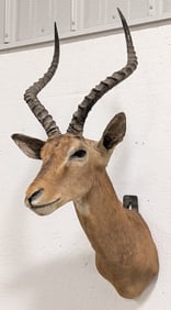 African Impala Shoulder Mount Taxidermy