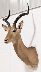 African Impala Shoulder Mount Taxidermy