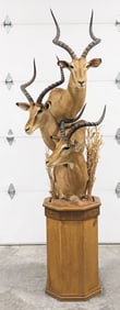 3-Piece African Impala Shoulder Mount Taxidermy on Base