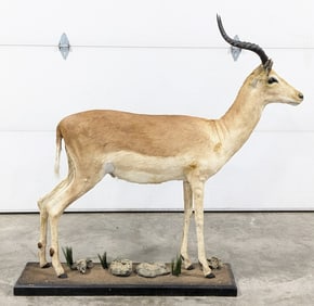 Full Body African Impala Taxidermy Mount on Base