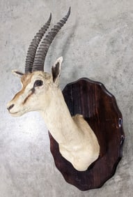 Vtg African Gazelle Shoulder Mount Taxidermy on Plaque