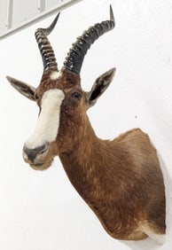 African Blesbok Antelope Taxidermy Shoulder Mount