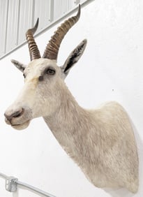 African Blesbok Antelope Taxidermy Shoulder Mount