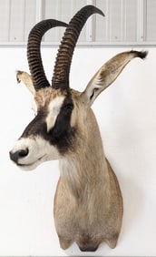 African Roan Antelope Shoulder Mount Taxidermy