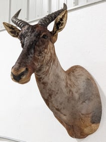 African Tsessebe Shoulder Mount Taxidermy