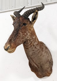 Vtg African Tsessebe Shoulder Mount Taxidermy