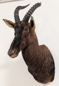 African Tsessebe Shoulder Mount Taxidermy