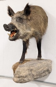 Wild Boar Half Body Taxidermy Mount w/ Faux Rock Base