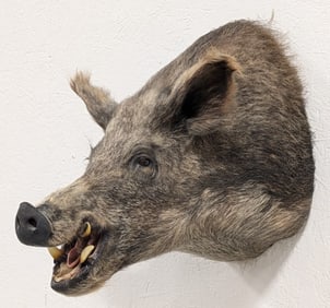 Wild Boar Shoulder Mount Taxidermy