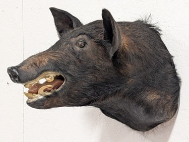 Wild Boar Shoulder Mount Taxidermy