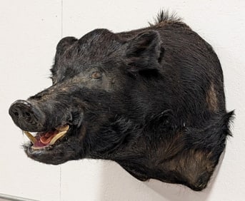 Massive Wild Boar Shoulder Mount Taxidermy