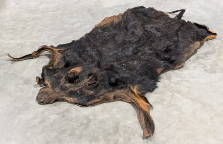 Huge 6ft Long Tanned Wild Boar Hide Taxidermy