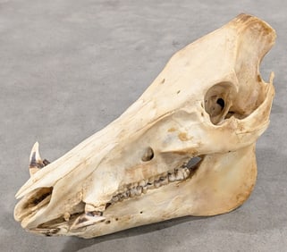 Russian Boar Skull Taxidermy Mount