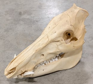 Wild Boar Skull Taxidermy
