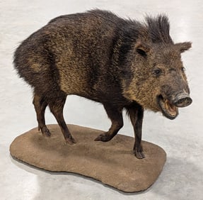 Javelina Full Body Taxidermy Mount