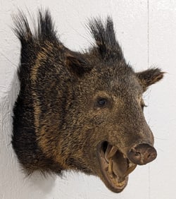 Javelina Shoulder Mount Taxidermy