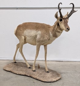 Pronghorn Full Body Taxidermy Mount w/ Base