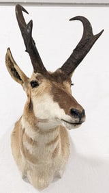 Pronghorn Shoulder Mount Taxidermy