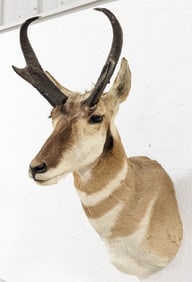 Pronghorn Antelope Shoulder Mount Taxidermy