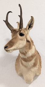 Pronghorn Shoulder Mount Taxidermy