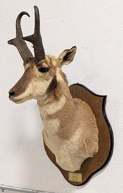 Pronghorn Shoulder Mount Taxidermy on Shield Plaque
