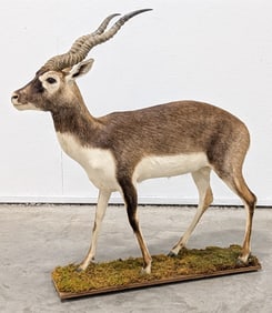 Blackbuck Antelope Full Body Taxidermy Mount on Base