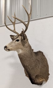 7-Point Mule Deer Shoulder Mount Taxidermy