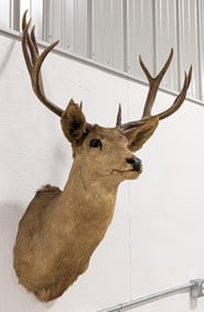 Vtg 10-Point Mule Deer Shoulder Mount Taxidermy