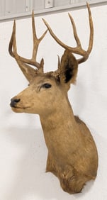 Vtg 10-Point Mule Deer Shoulder Mount Taxidermy