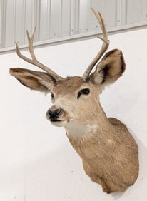 7-Point Mule Deer Shoulder Mount Taxidermy