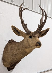 Vtg Non-Typical Mule Deer Shoulder Mount Taxidermy