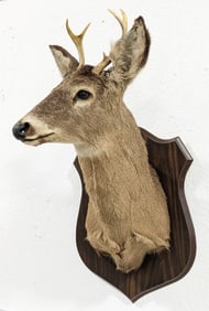 Mule Deer Shoulder Mount Taxidermy on Plaque
