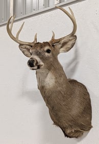 8-Point Whitetail Deer Shoulder Mount Taxidermy