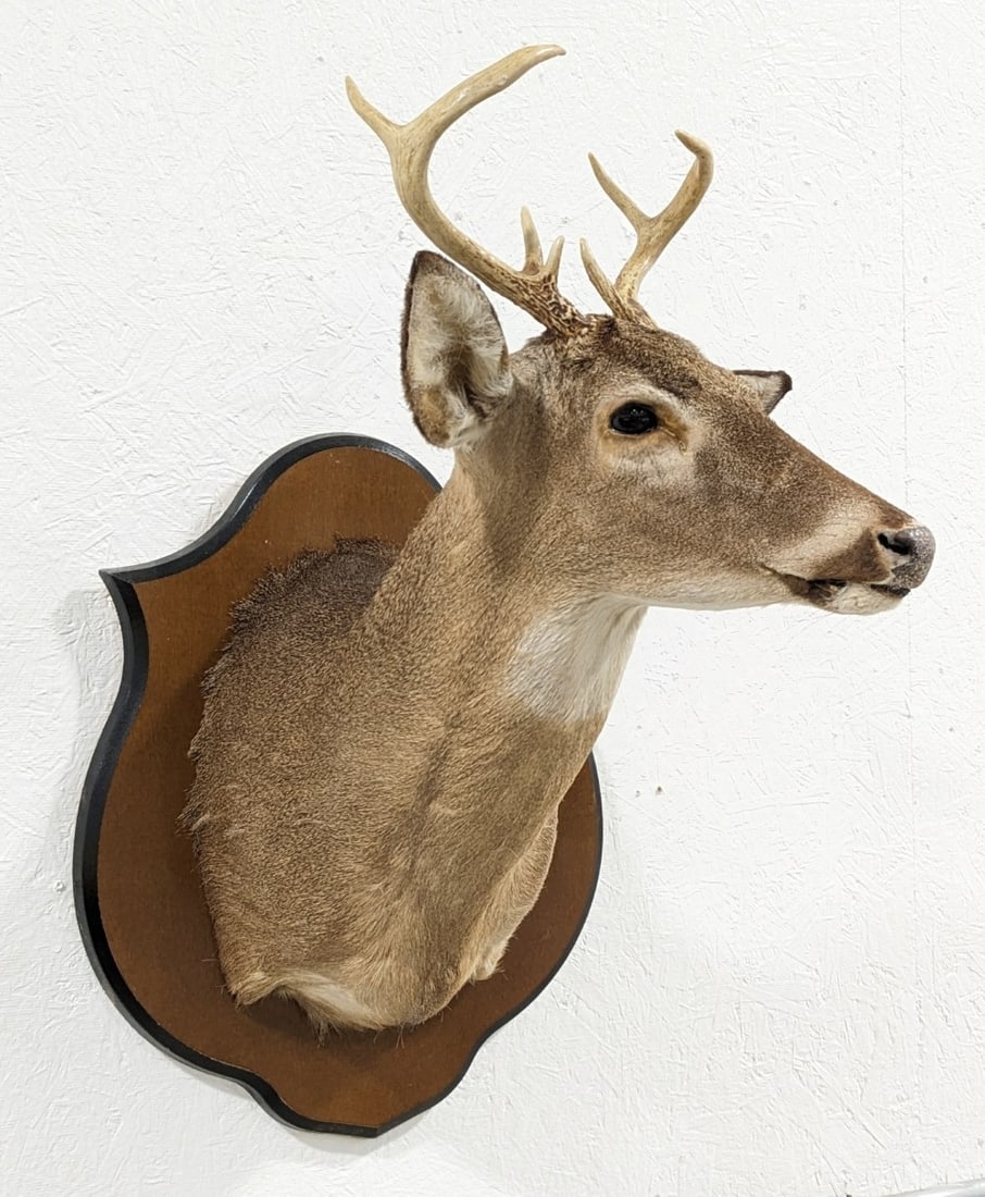 7-Point Whitetail Deer Shoulder Mount Taxidermy on Plaque: Mount is in good condition with light wear and hair loss from display and age. Longest tine measures 5in. Overall measures 17in wide x 23in deep x 328n tall. Ref #: 79