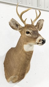 6-Point Whitetail Deer Shoulder Mount Taxidermy
