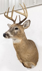 8-Point Whitetail Deer Shoulder Mount Taxidermy