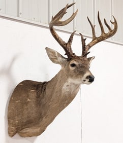 16-Point Whitetail Deer Shoulder Mount Taxidermy